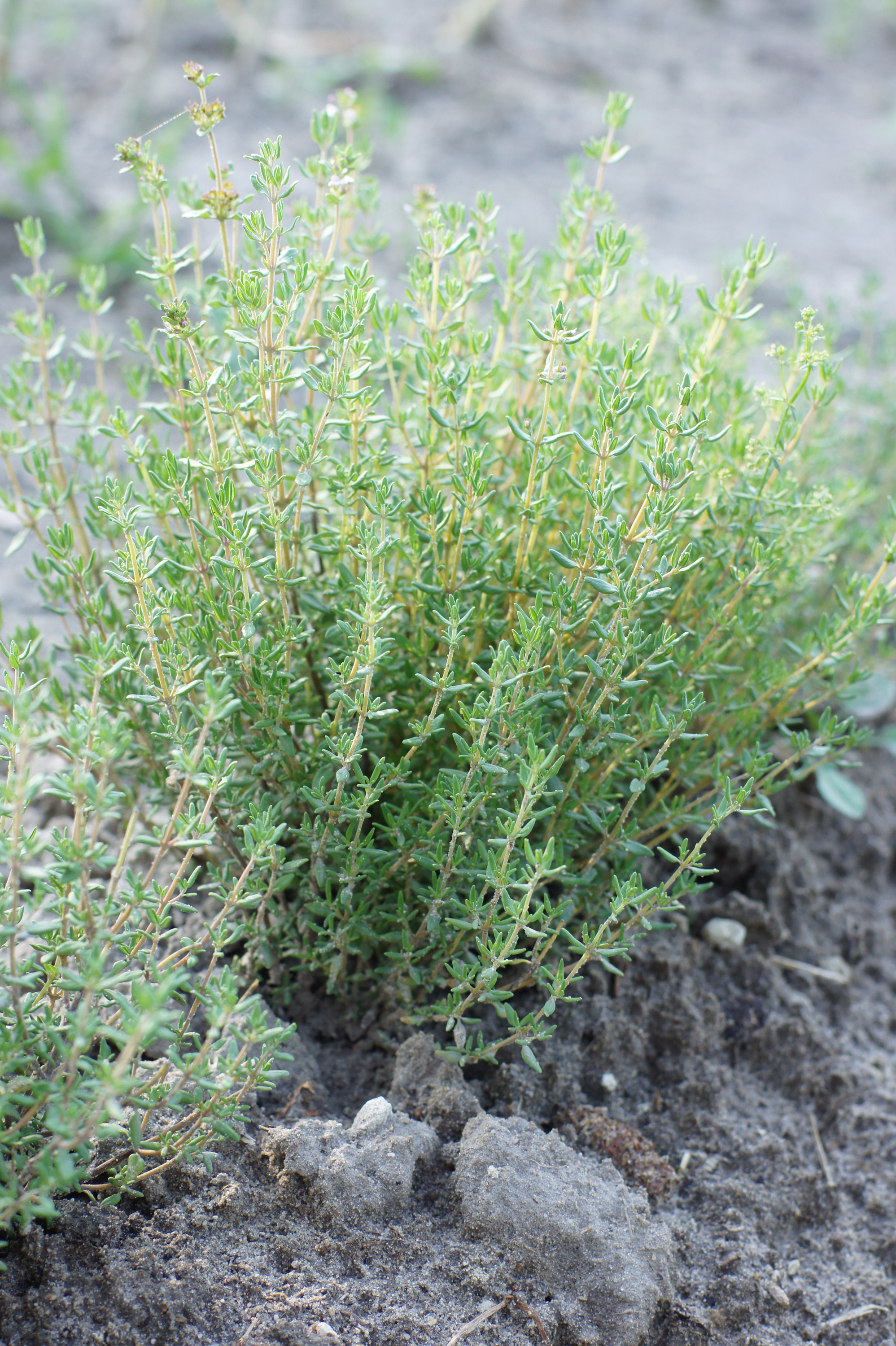 Macierzanka tymianek