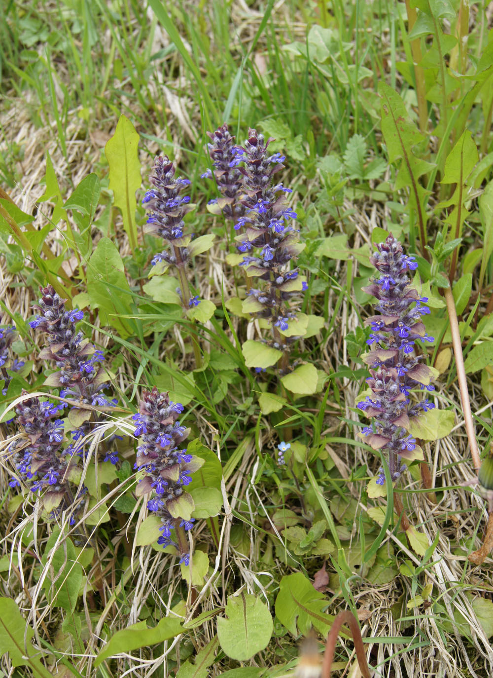 Dąbrówka rozłogowa