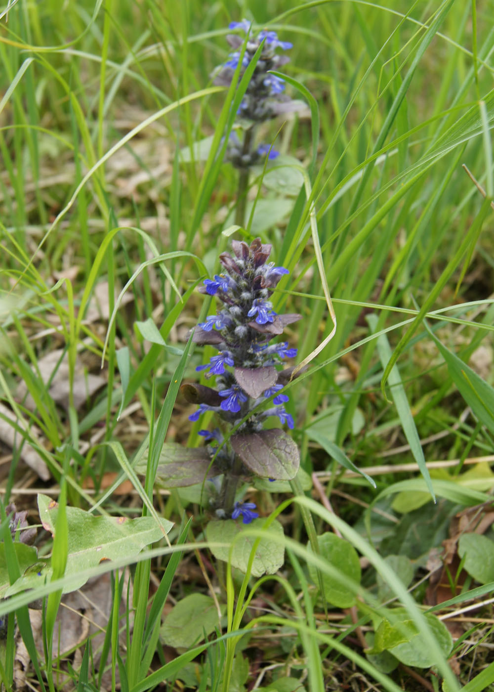 Dąbrówka rozłogowa