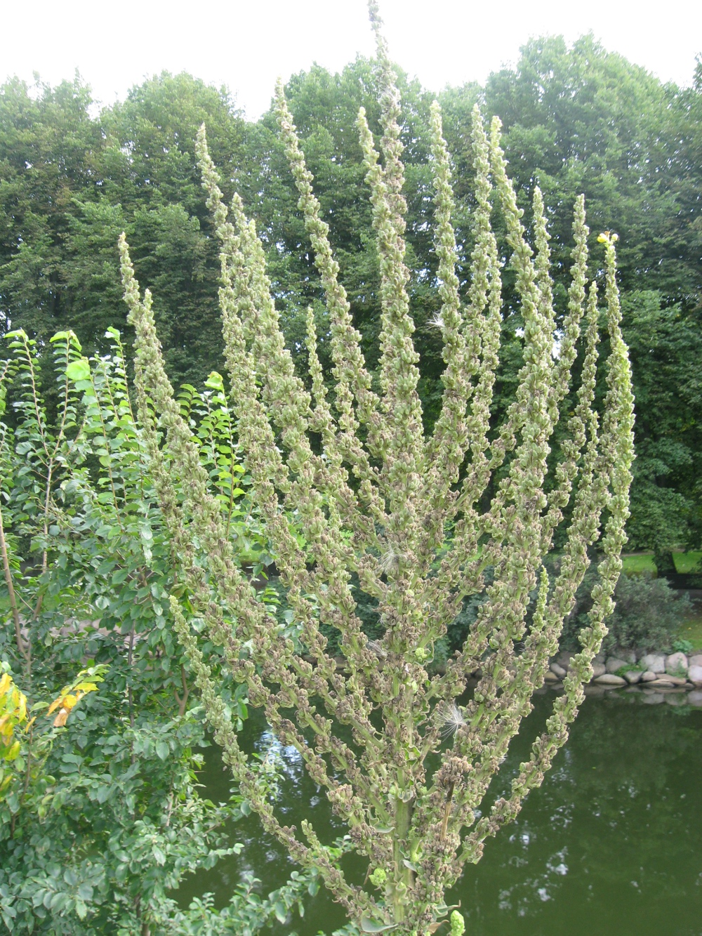 Dziewanna wielkokwiatowa