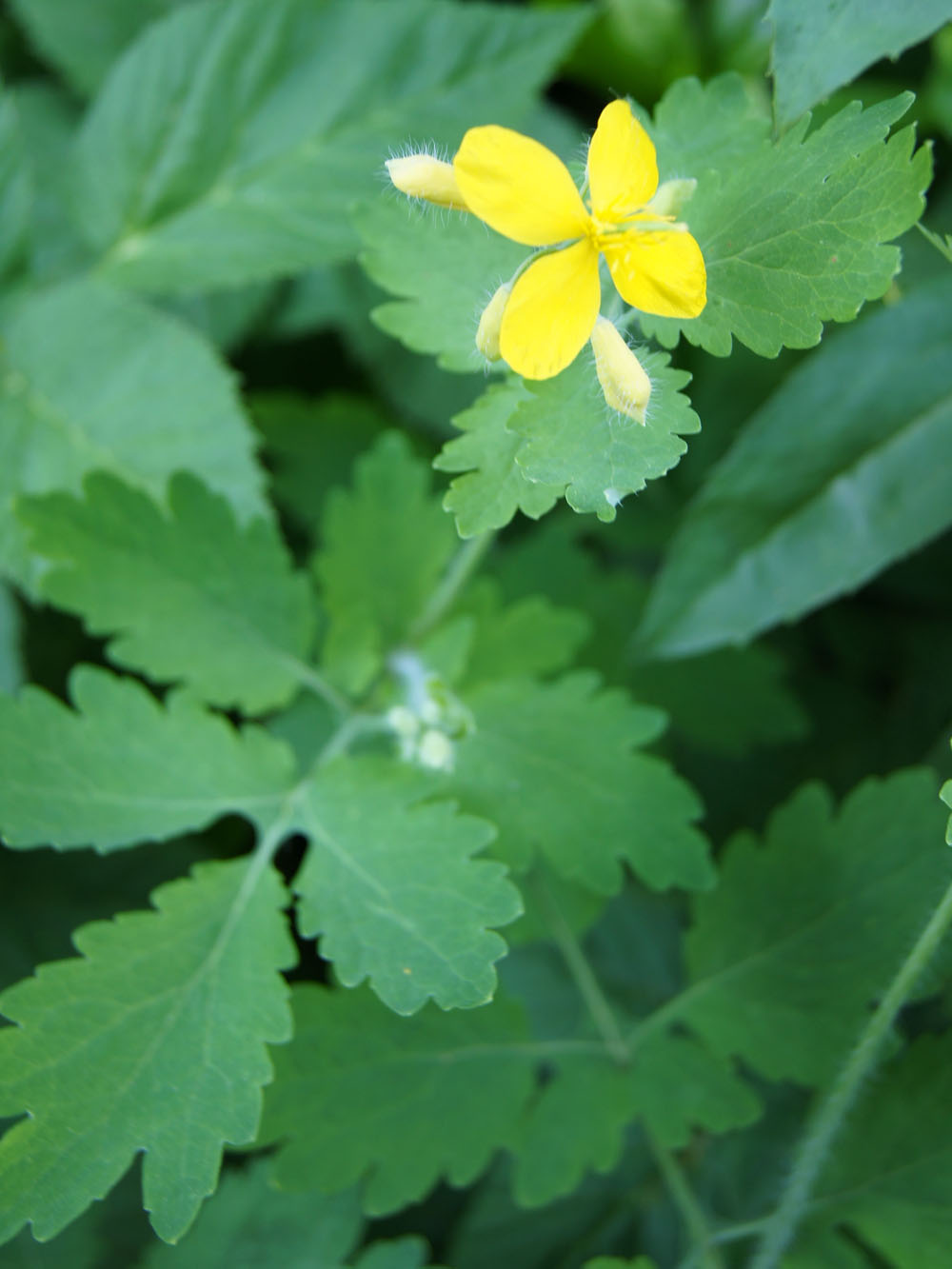 Glistnik jaskółcze ziele