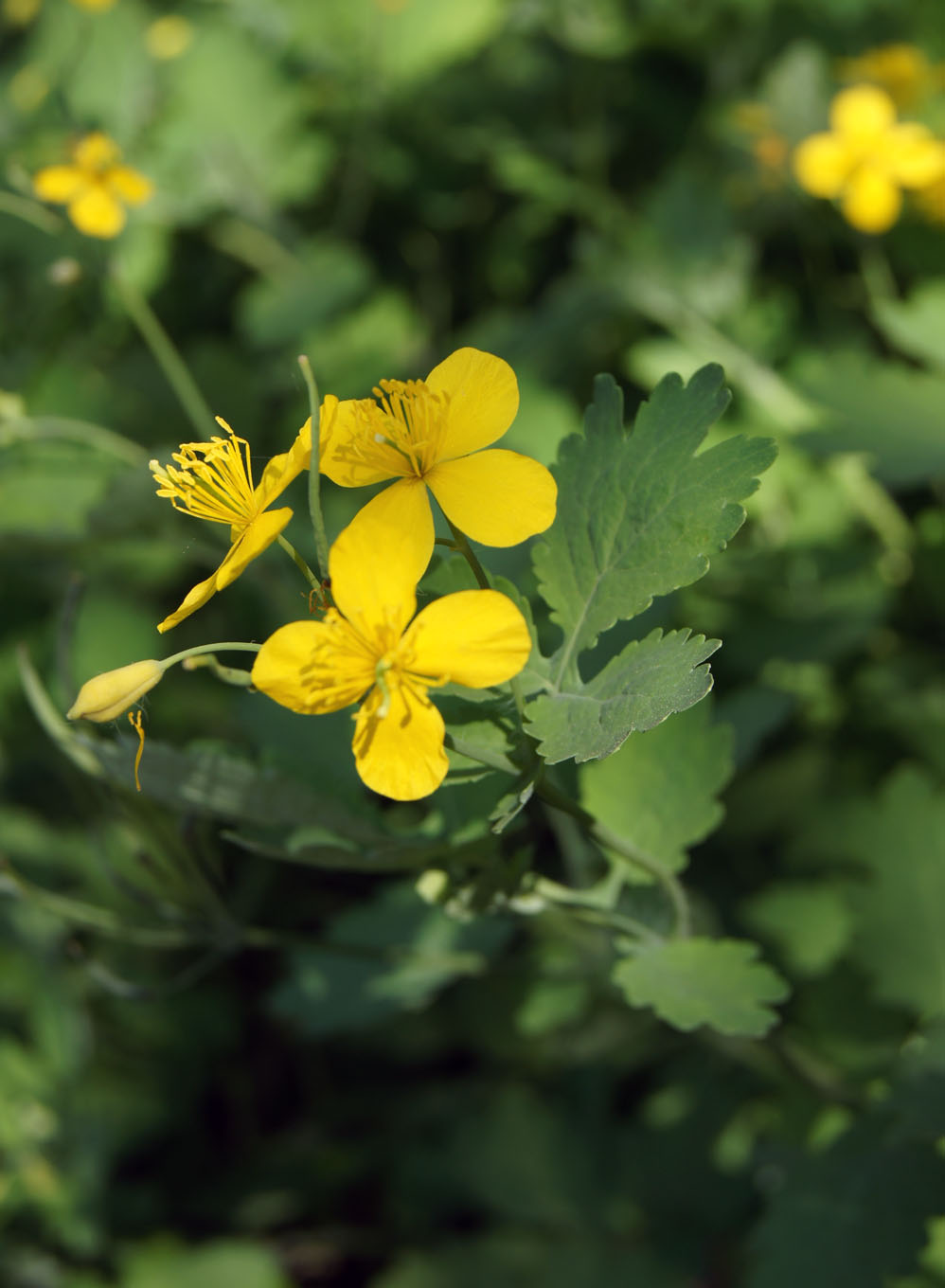Glistnik jaskółcze ziele