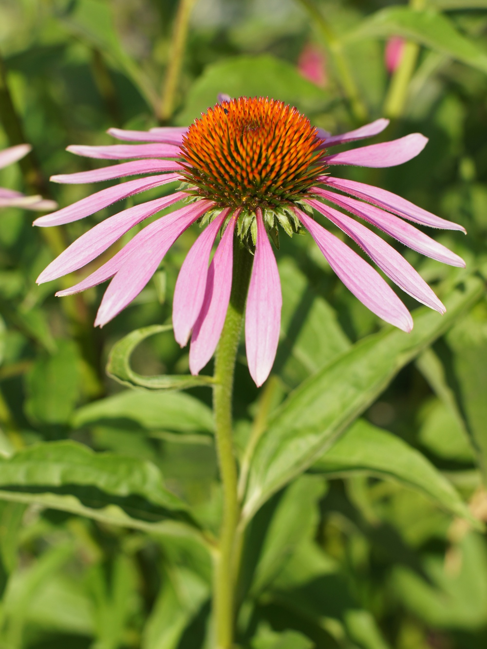 Jeżówka wąskolistna