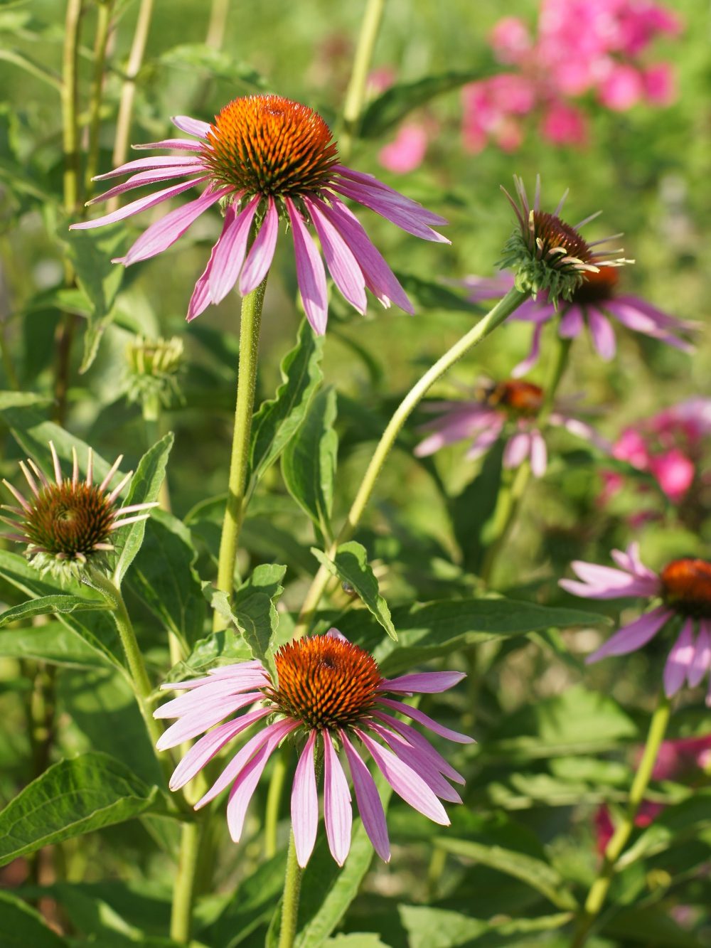 Jeżówka wąskolistna