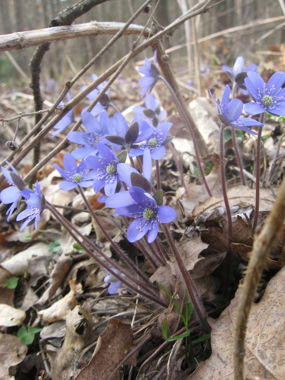 Przylaszczka pospolita