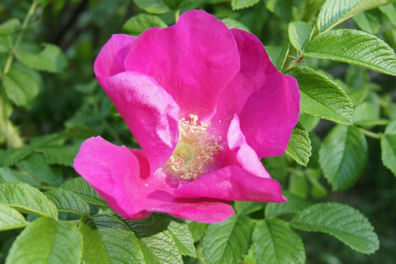 Róża francuska