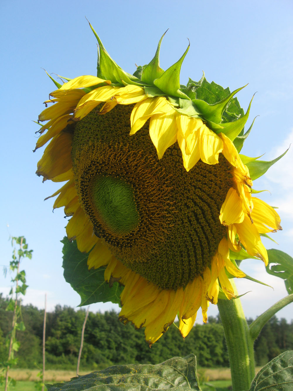 Słonecznik zwyczajny