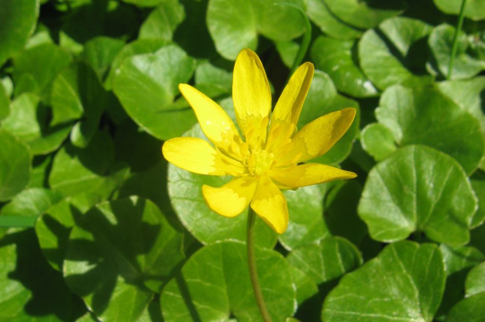 Dlaczego Ziarnopłon Wiosenny Kwitnie W Lasach Liściastych Wczesną Wiosną Zdrowa Kuchnia | Ziarnopłon wiosenny