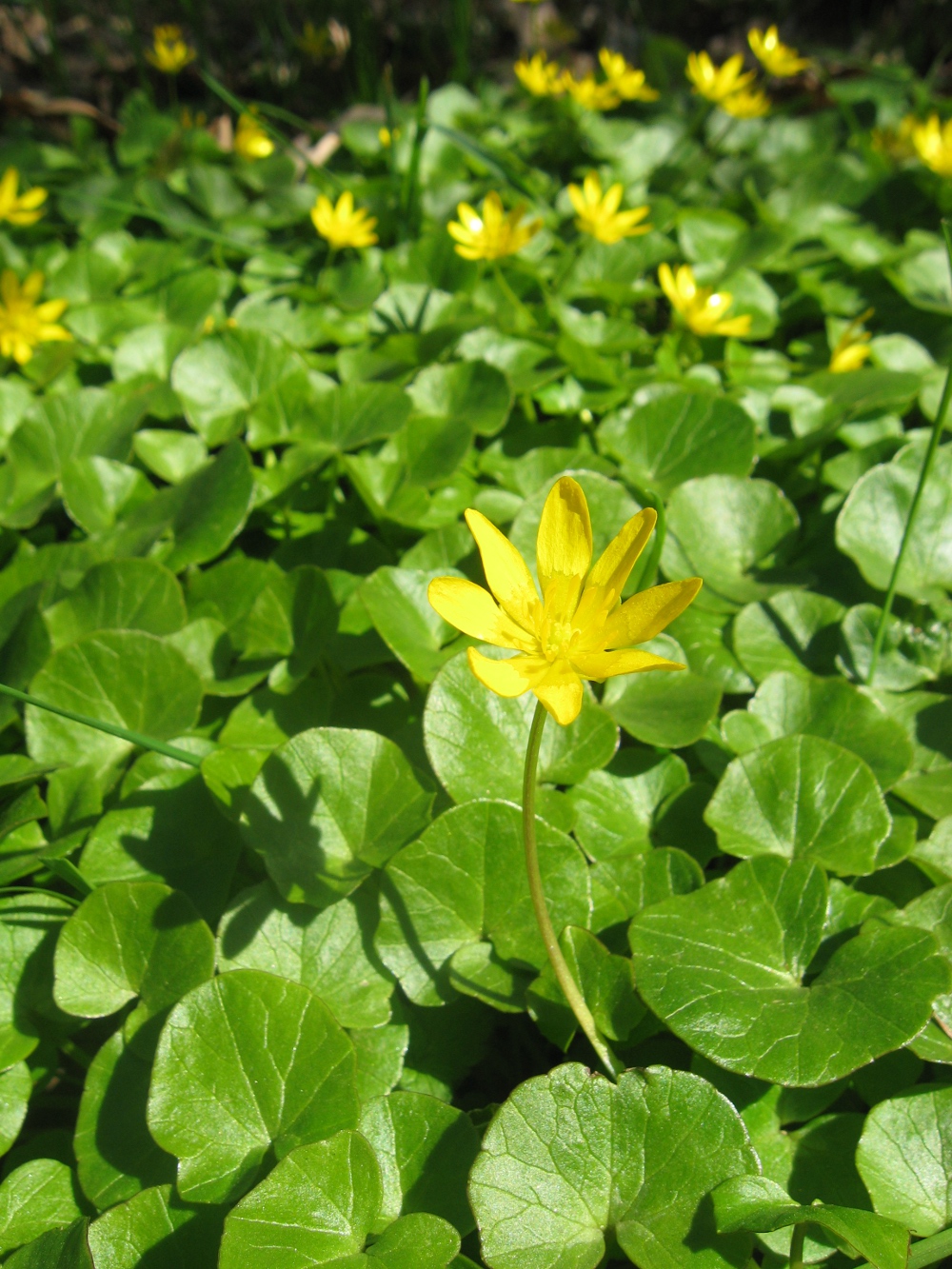 Ziarnopłon wiosenny