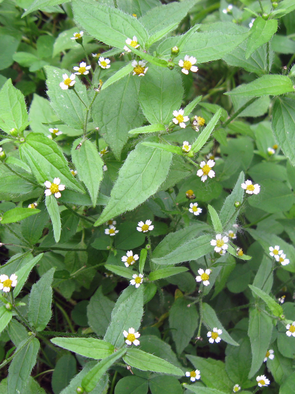 Żółtlica drobnokwiatowa